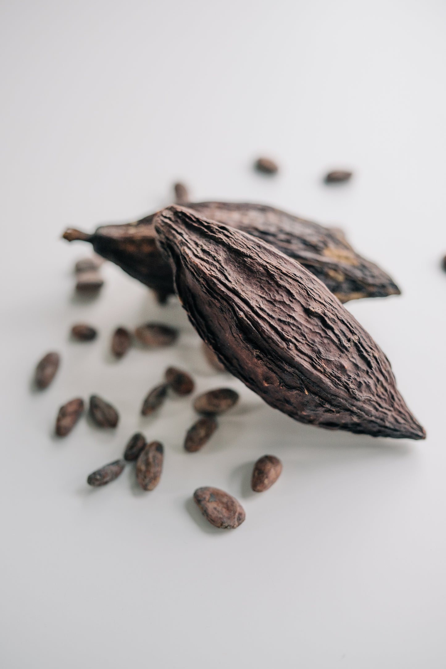 sw02  Cacao